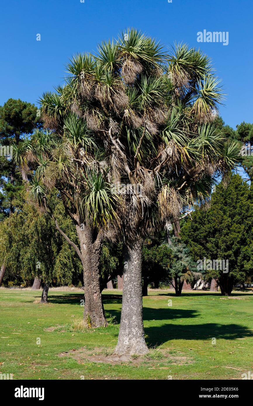 Der endemische neuseeländische Kohlbaum, oder Kohlpalme, Cordyline Australis. Christchurch, Neuseeland. Stockfoto