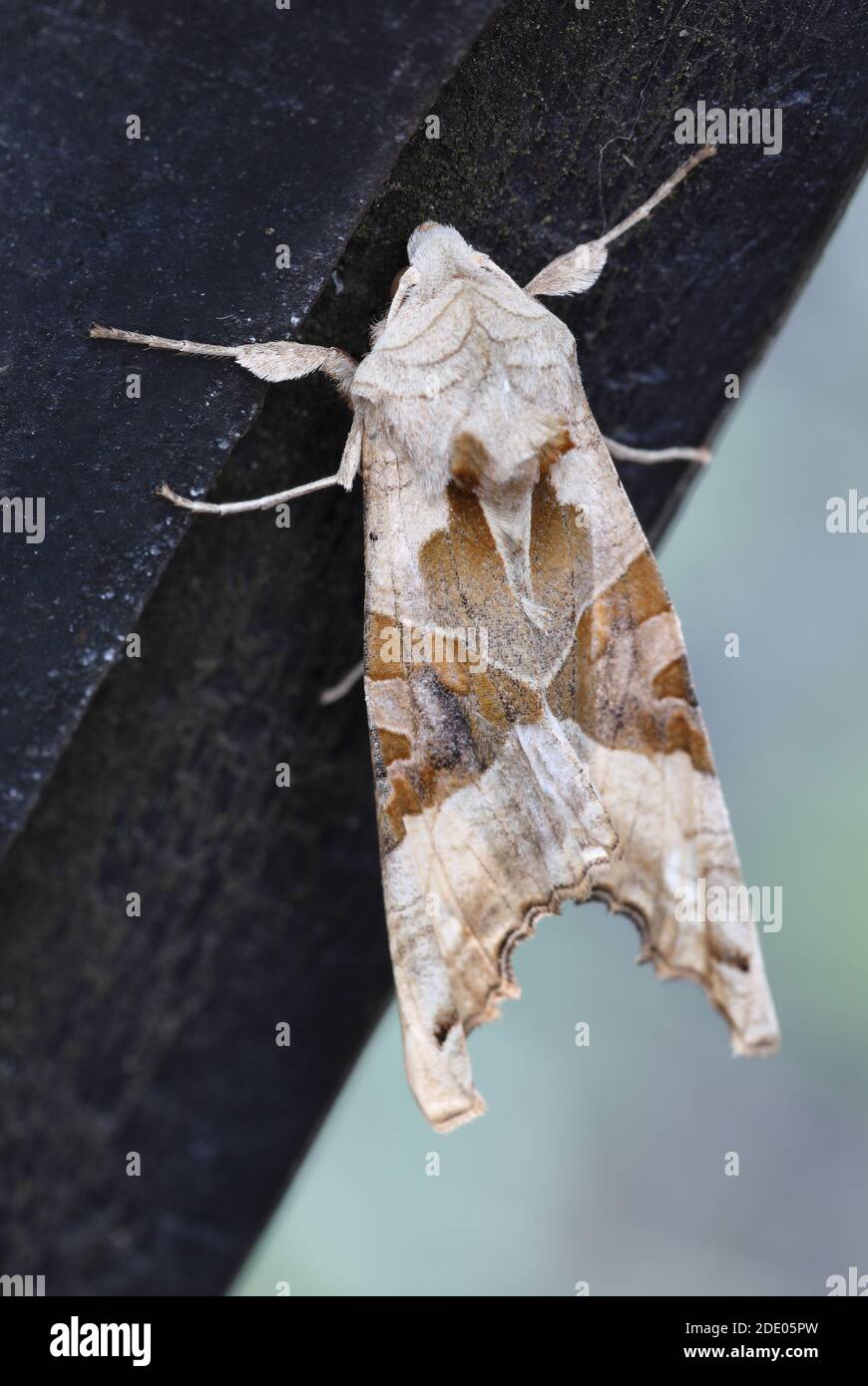 Angle Shades (Phlogophora meticulosa) Moth ruht auf einem Gartentor, Nordengland, Großbritannien Stockfoto