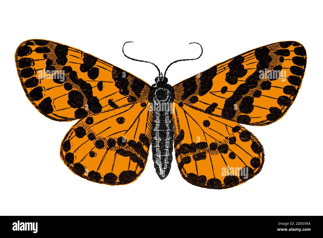 Schmetterling (Abraxas grossulariata) Holzschnitt-Illustration in zwei Farben gedruckt Stockfoto