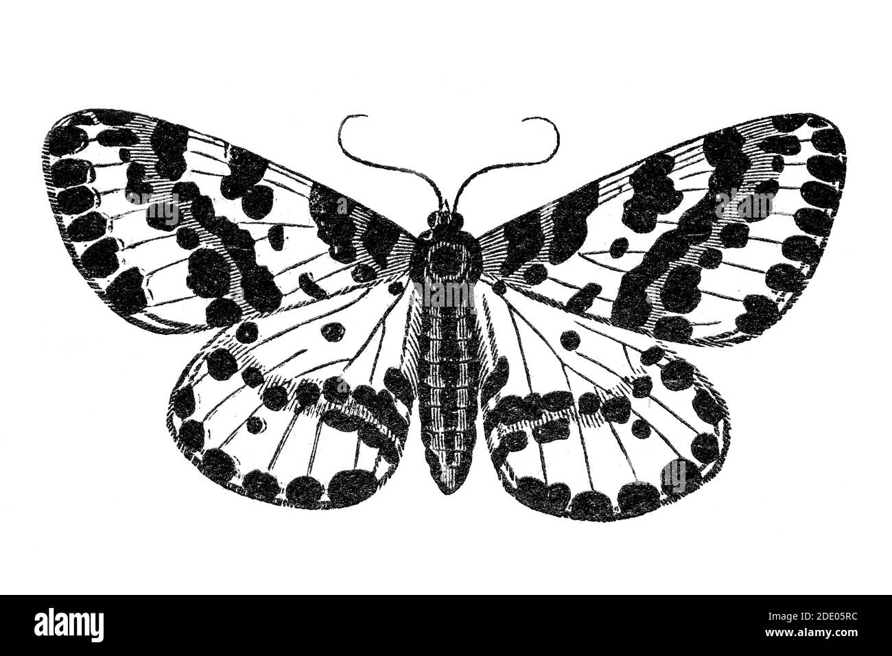 Schmetterling (Abraxas grossulariata) Holzschnitt-Illustration in schwarz gedruckt Stockfoto