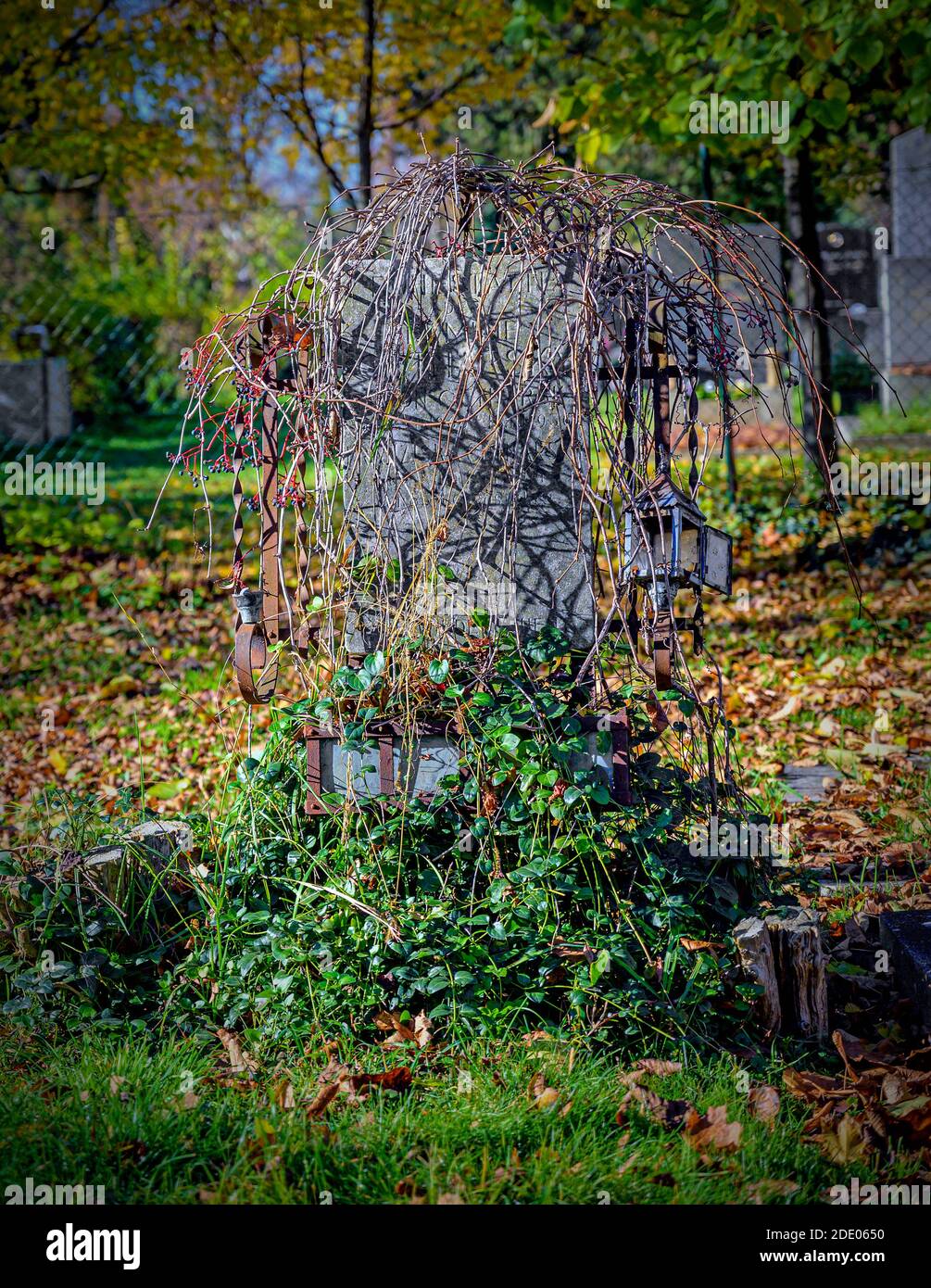 Altes Grabmal, das im Herbst auf dem Wiener Zentralfriedhof, Österreich, von Zwängern überwuchert wurde Stockfoto