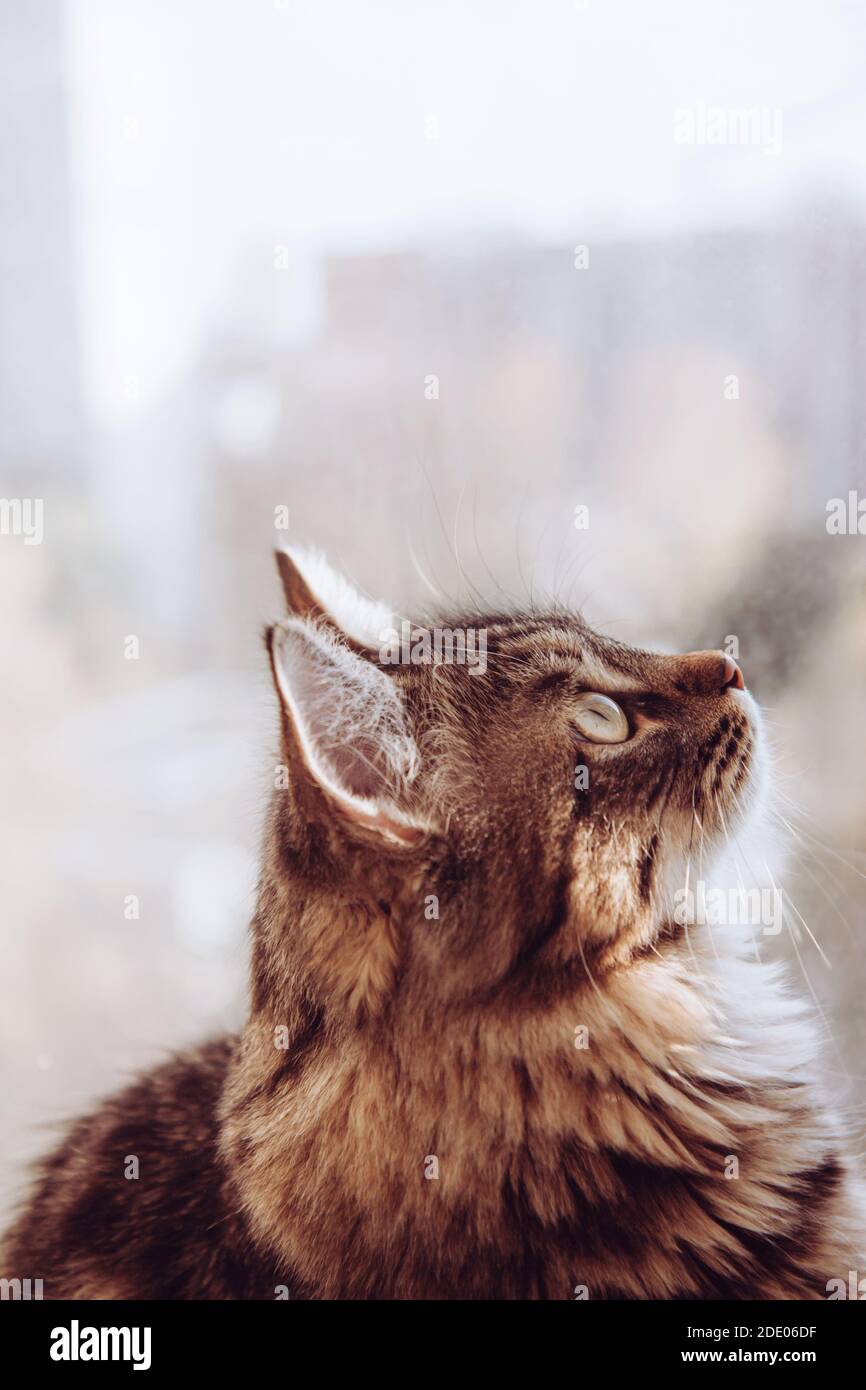 Schöne graue flauschige Katze am Fenster. Haustiere, reinrassige Katzen, Naturschutz. Unscharfer Hintergrund außerhalb des Fensters Stockfoto