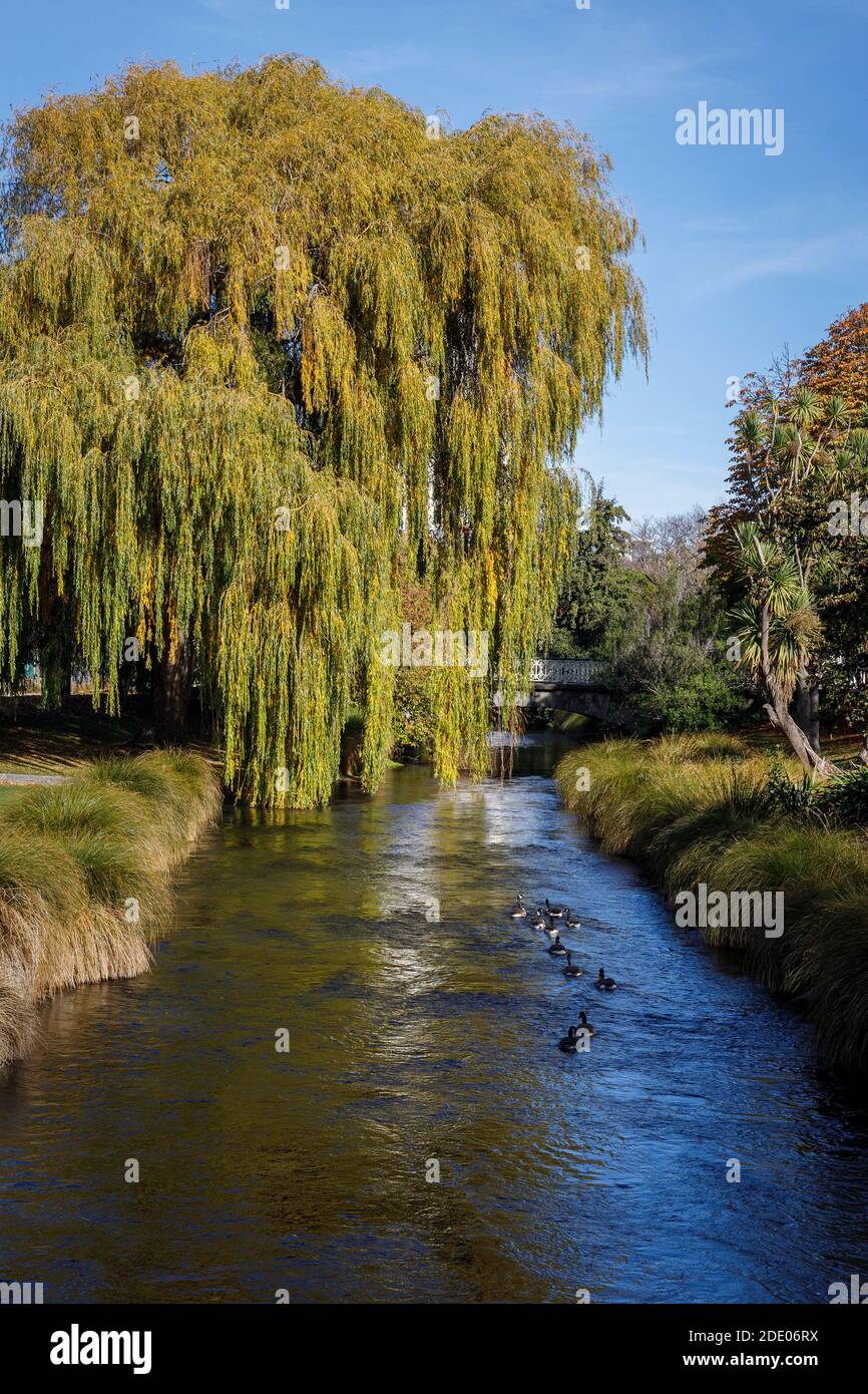 Der Avon River mit überhängenden Trauerweiden, Salix Chrysocoma, Christchurch, Neuseeland. Stockfoto