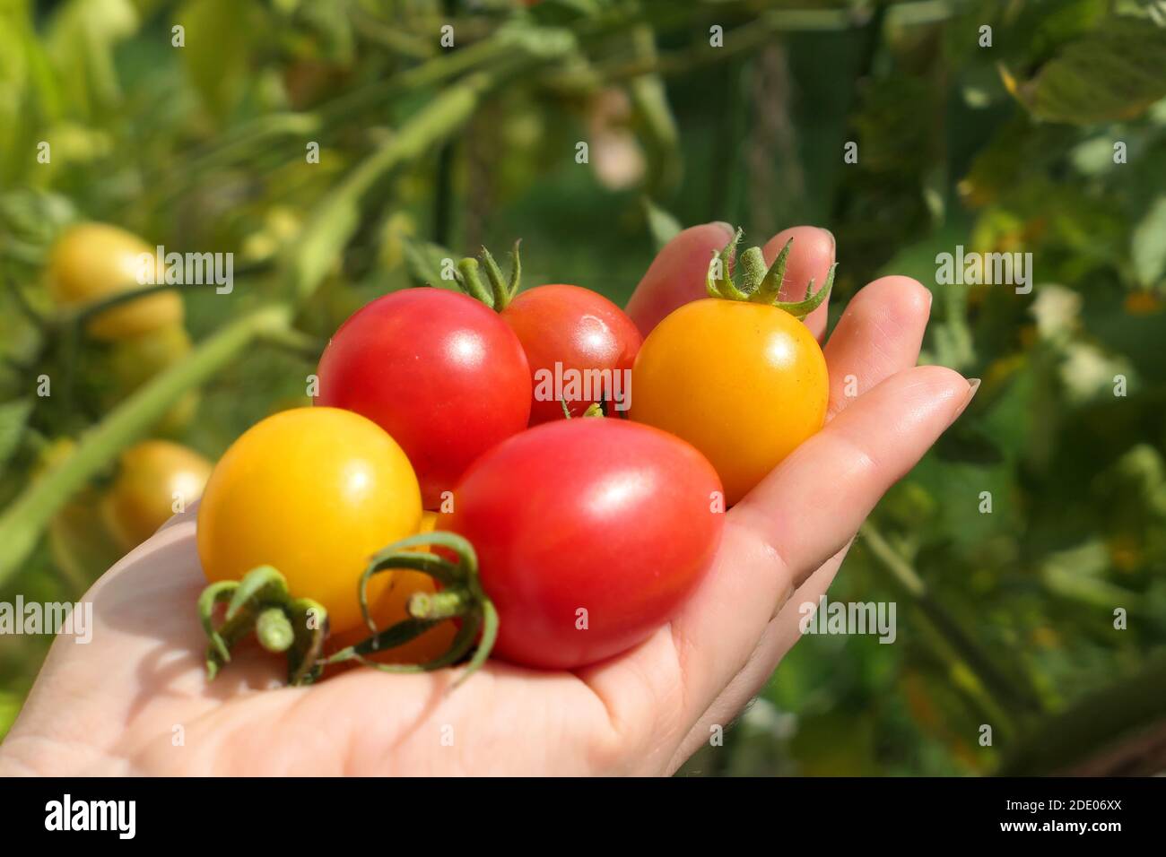 Frisch geerntete hausgemachte Kirschtomaten in der Hand. Rote und gelbe Früchte. Stockfoto