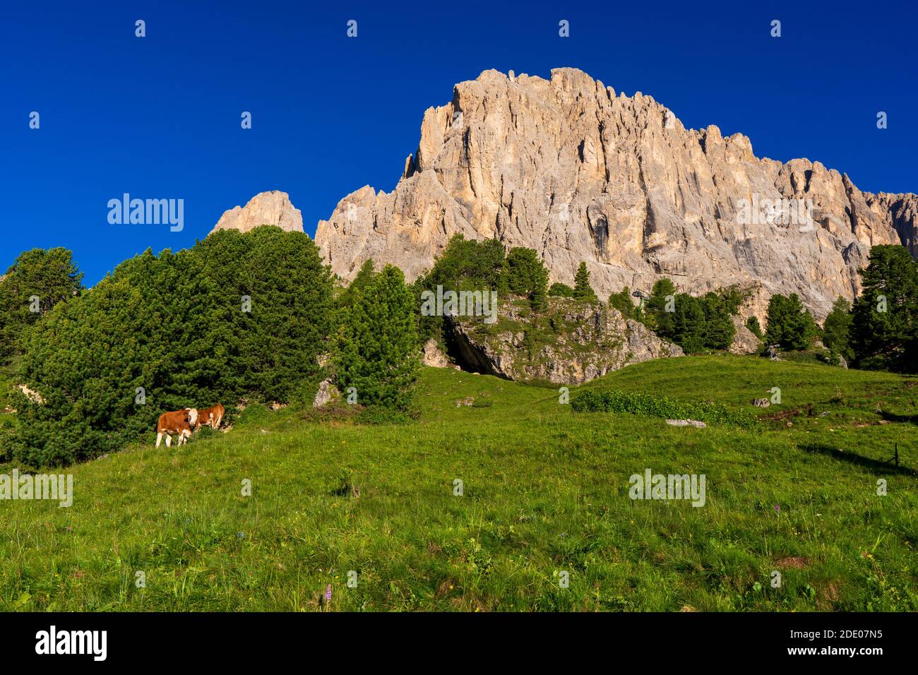 Blick auf Berge und grasende Kühe in Sella Pass, Dolomiten Alpen, Trentino Südtirol Südtirol, Italien, Europa Stockfoto