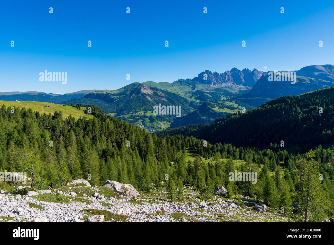 Unglaubliche Naturlandschaft in den Dolomiten Alpen. Blühende Wiese im Frühling. Blumen in den Bergen. Frühlingsfrische Blumen. Sicht auf die Berge. Panorama Stockfoto