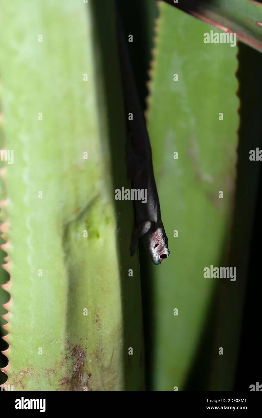 Mauritius-Taggecko (Phelsuma-Ornat), Rundinsel, Mauritius. Stockfoto