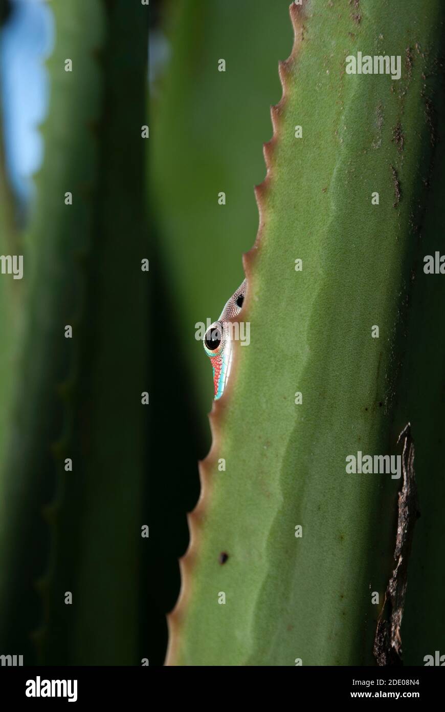 Mauritius-Taggecko (Phelsuma-Ornat), Rundinsel, Mauritius. Stockfoto