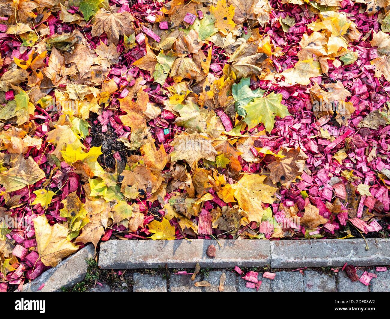 Draufsicht auf bunte gefallene Ahornblätter und rosa Holz Mulch auf  städtischen Rasen im Herbst Tag Stockfotografie - Alamy