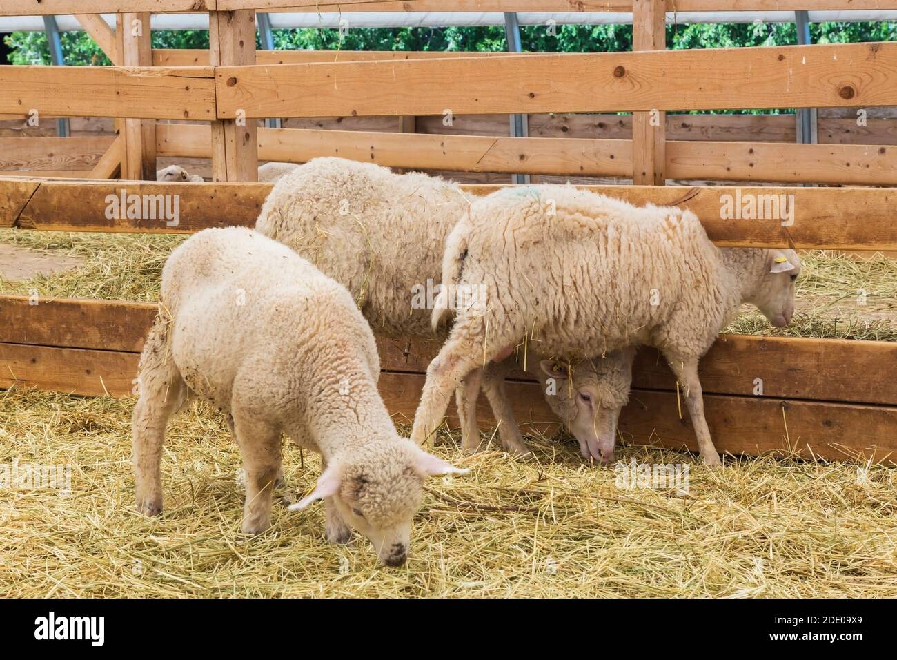 Arcott Rideau Lämmer in Schafstall gezüchtet und für Fleisch angehoben. Stockfoto
