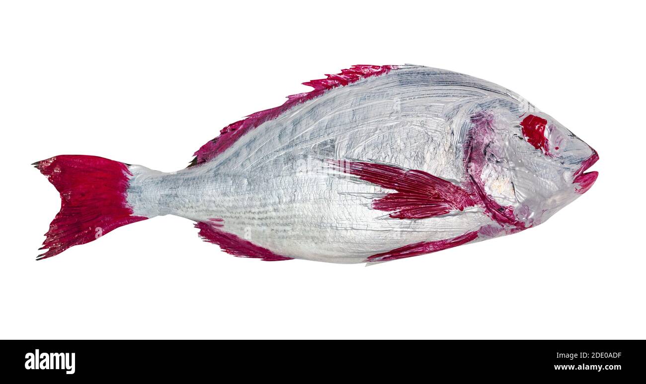 Meisterkurs für Fischzeichnen in Technik Monotype - rot und Silber bemalter Orata Fisch auf weißem Hintergrund ausgeschnitten Stockfoto