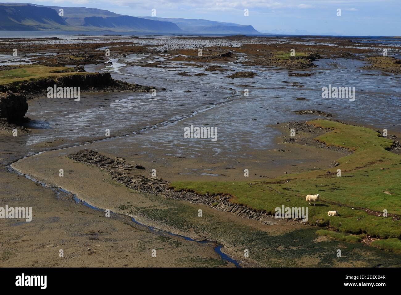 Zwei isländische Schafe beobachten den Fotografen von den feuchten Ufern eines westlichen Fjords (nahe Gilsfjorour, Island) Stockfoto