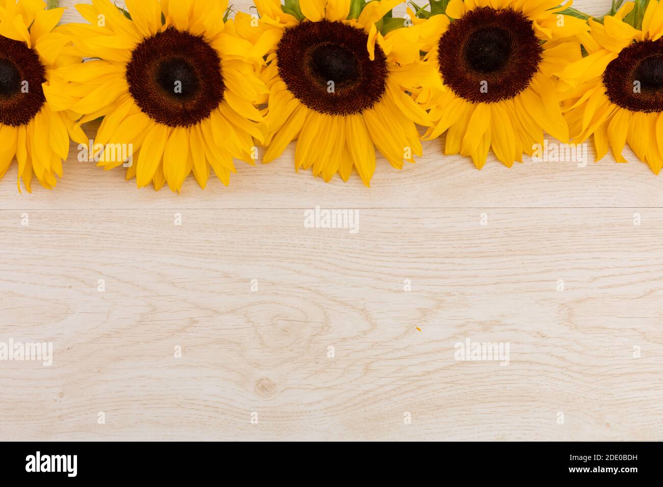 Sonnenblumen in einer Reihe an der Spitze auf Holzhintergrund Stockfoto