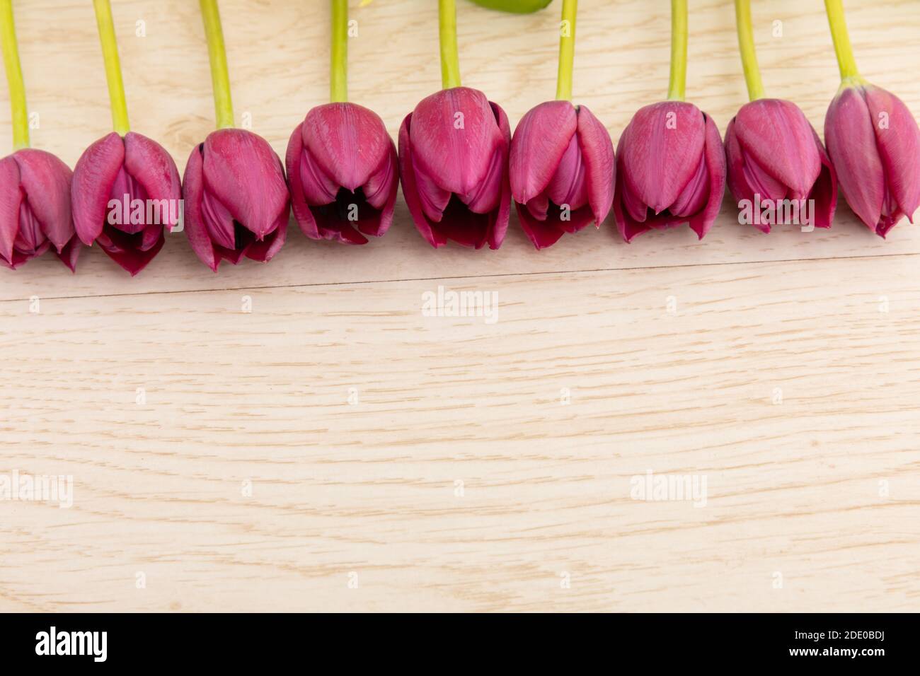 Rosafarbene Tulpen in einer Reihe oben auf Holz Hintergrund Stockfoto