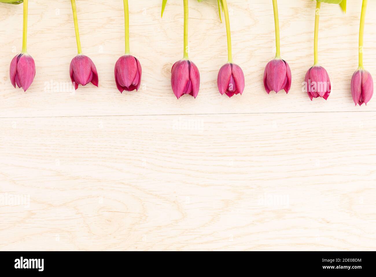 Rosafarbene Tulpen in einer Reihe oben auf Holz Hintergrund Stockfoto