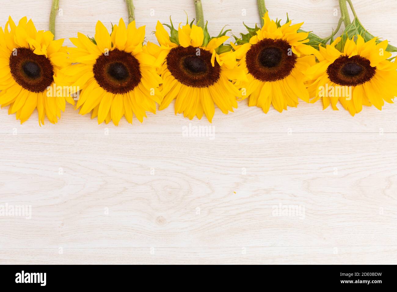 Sonnenblumen in einer Reihe an der Spitze auf Holzhintergrund Stockfoto