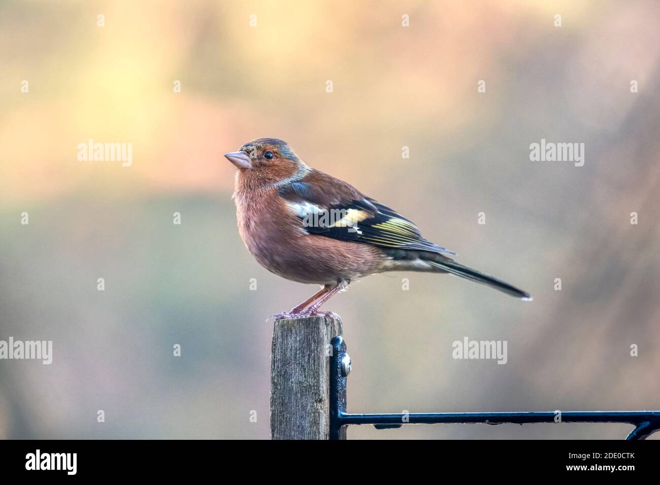 Männlicher Buchfink, Fringilla coelebs, stand auf einem Holzpfosten. Stockfoto