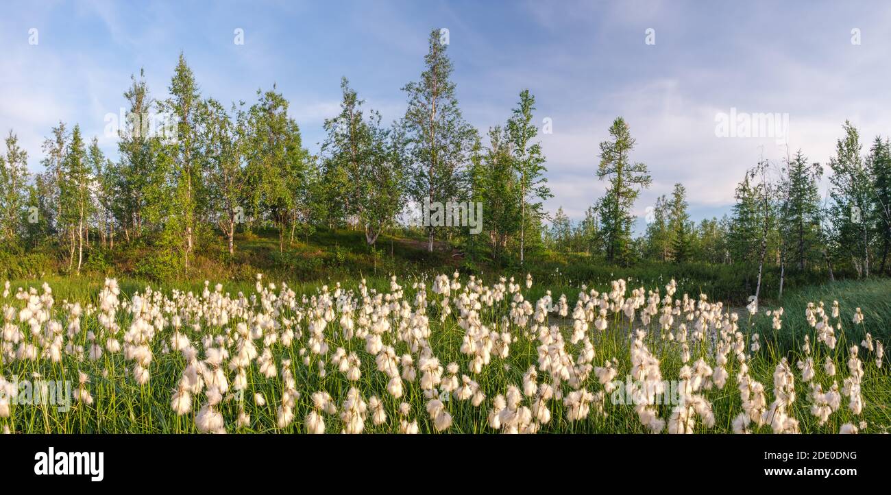 Löwenzahn in Norwegen. Weiße flauschige Blüten in den Bergen Norwegens. Natur der Arktis im Sommer Stockfoto