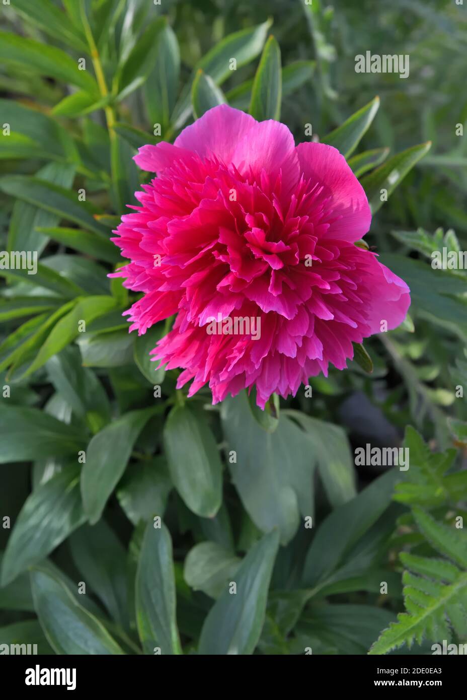 Eine rosa Pfingstrose mit grünem Laub blüht im Garten. Stockfoto