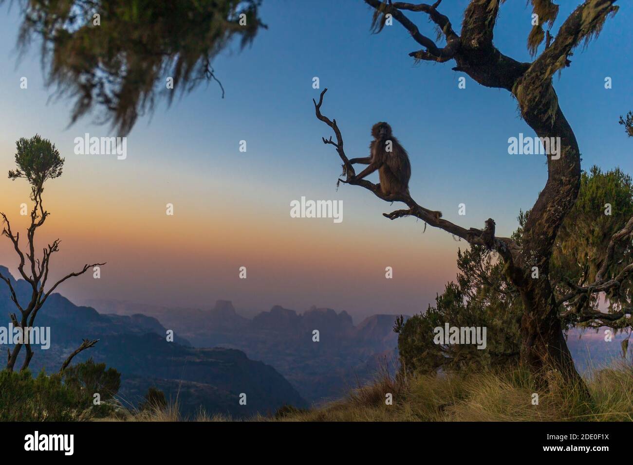 Fantastische Aufnahme eines Gelada Pavions auf einem Zweig in der Simien Mountain Range, Äthiopien Stockfoto