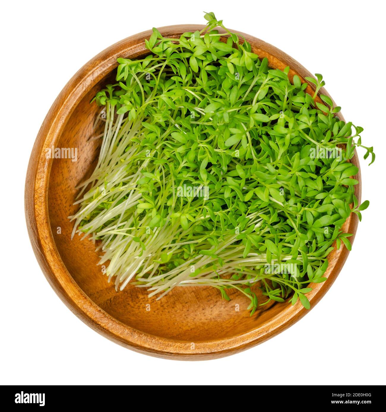 Gartenkresse sprießt in einer Holzschale. Kresse, Pfefferwort oder Pfeffergras. Grüne Sämlinge und Jungpflanzen von Lepidium sativum, einem gesunden Mikrogrün. Stockfoto