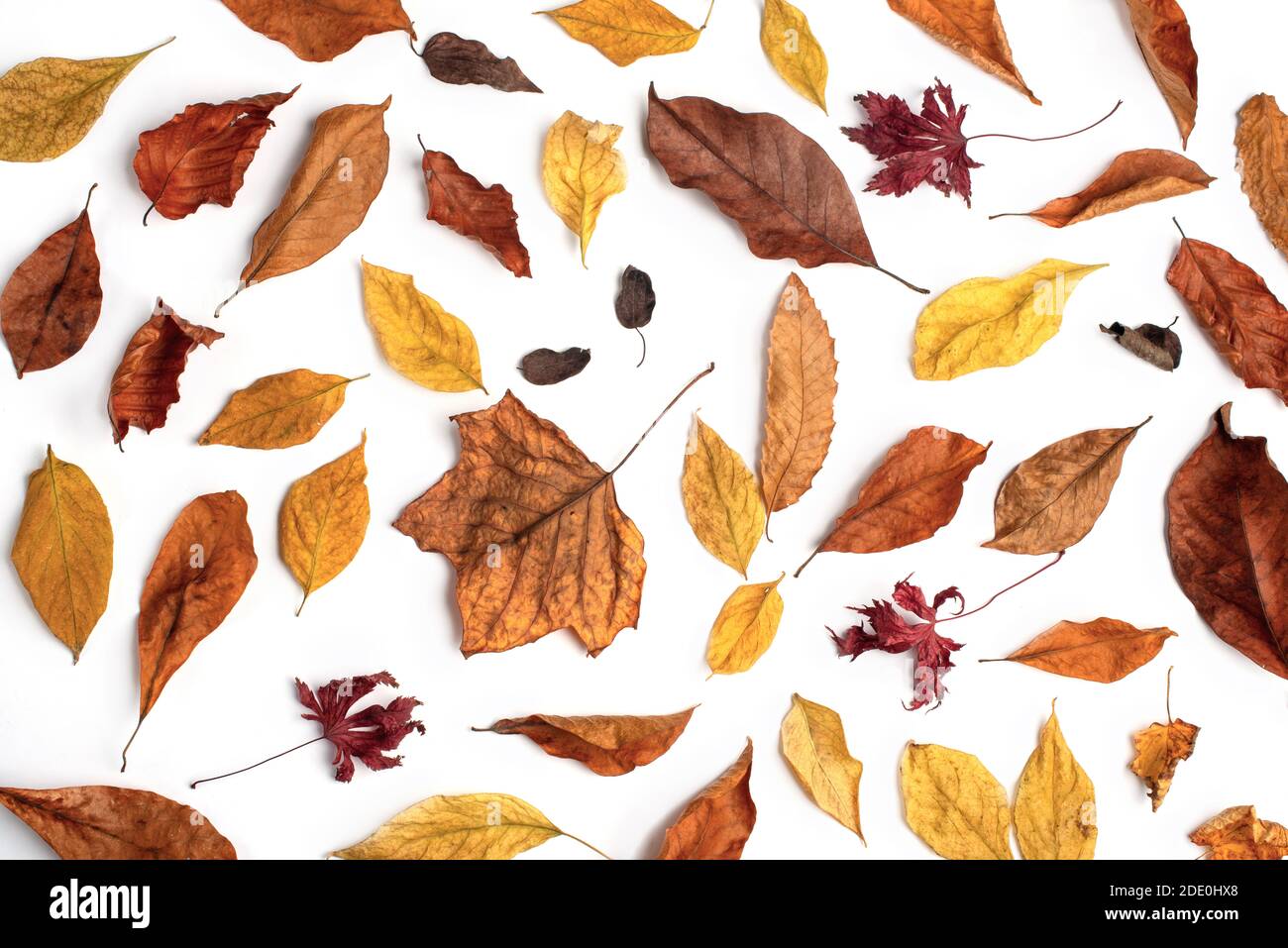 Getrocknete Herbstblätter auf weißem Papier. Herbstkonzept. Stockfoto