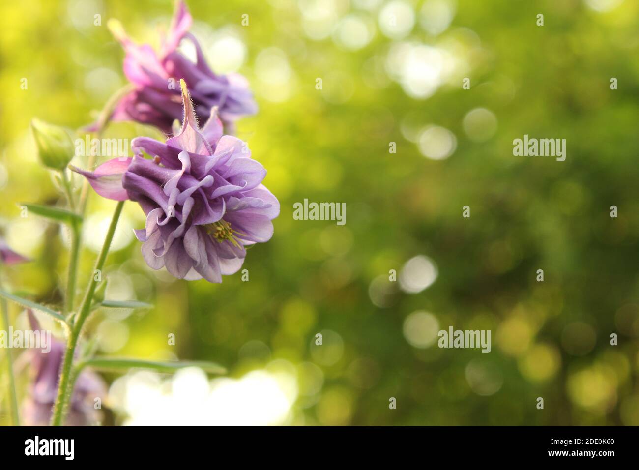 Eine schöne Kolumbalblütenart mit viel Flieder und Weiße Blätter aus der Nähe und ein grüner Hintergrund mit Bokeh in Der Blumengarten im Sommer Stockfoto