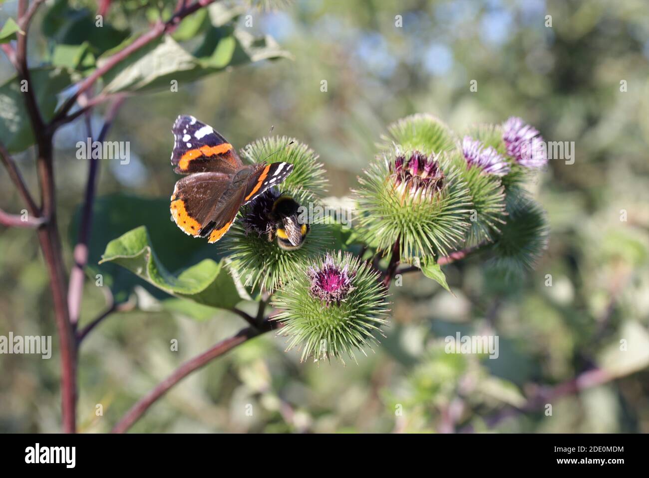 Roter Admiral auf Klette Stockfoto