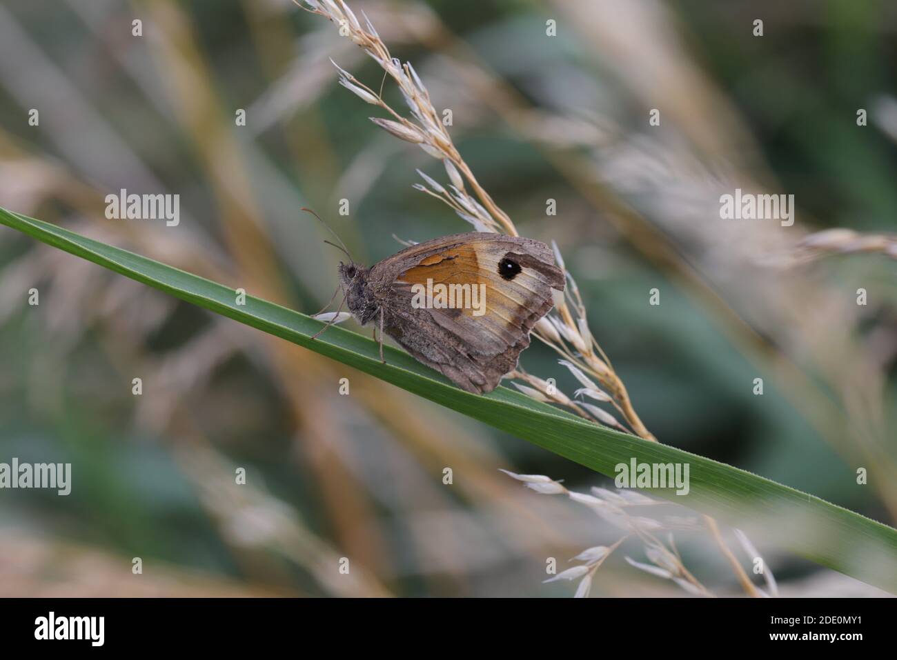Wiese braun Schmetterling Stockfoto