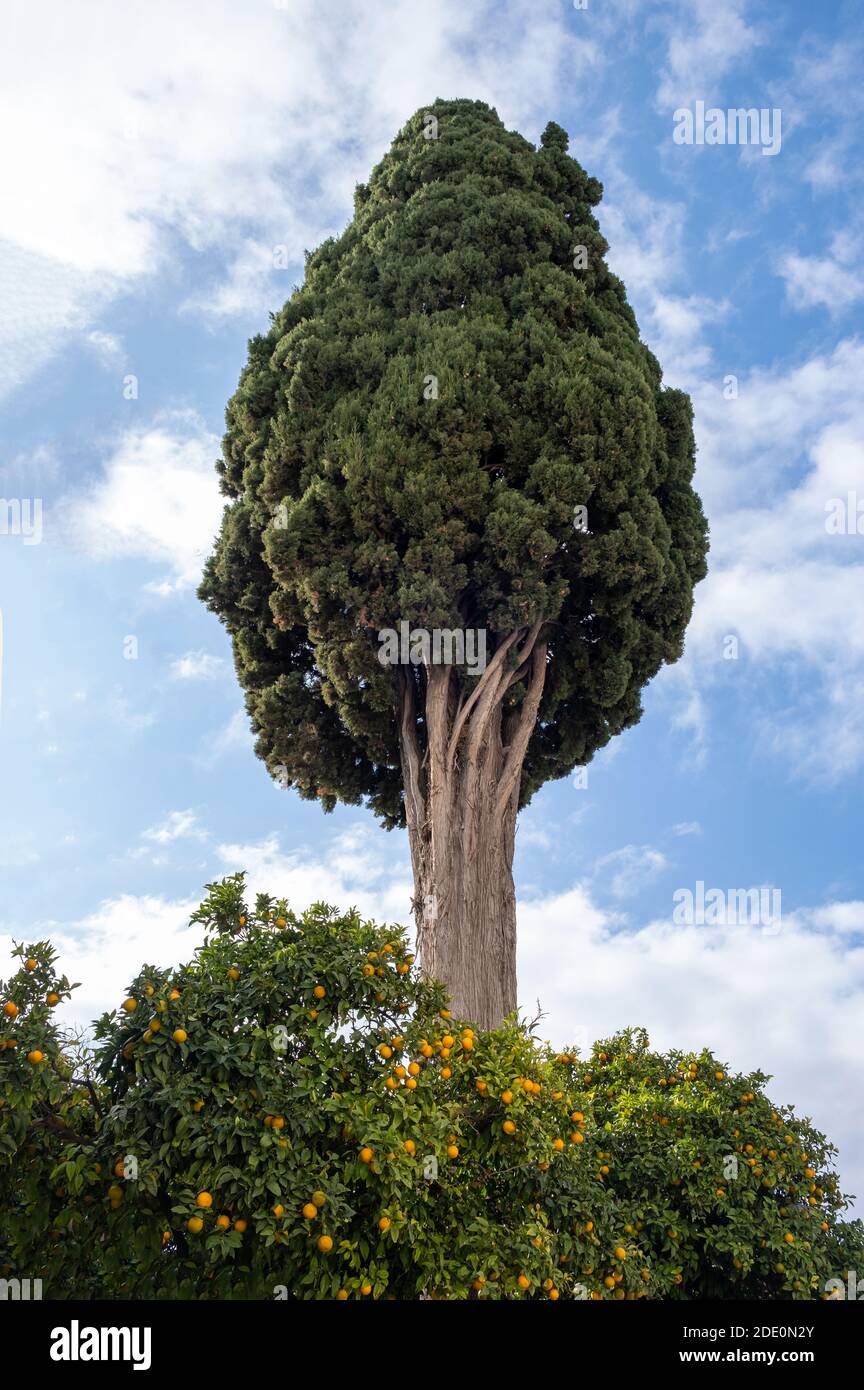 Alte hohe Zypresse Baum auf blau bewölkten Himmel Hintergrund, Ansicht von unten. Großer Nadelbaum über saurem Orangenbaum in Plaka Athens, Griechenland Stockfoto