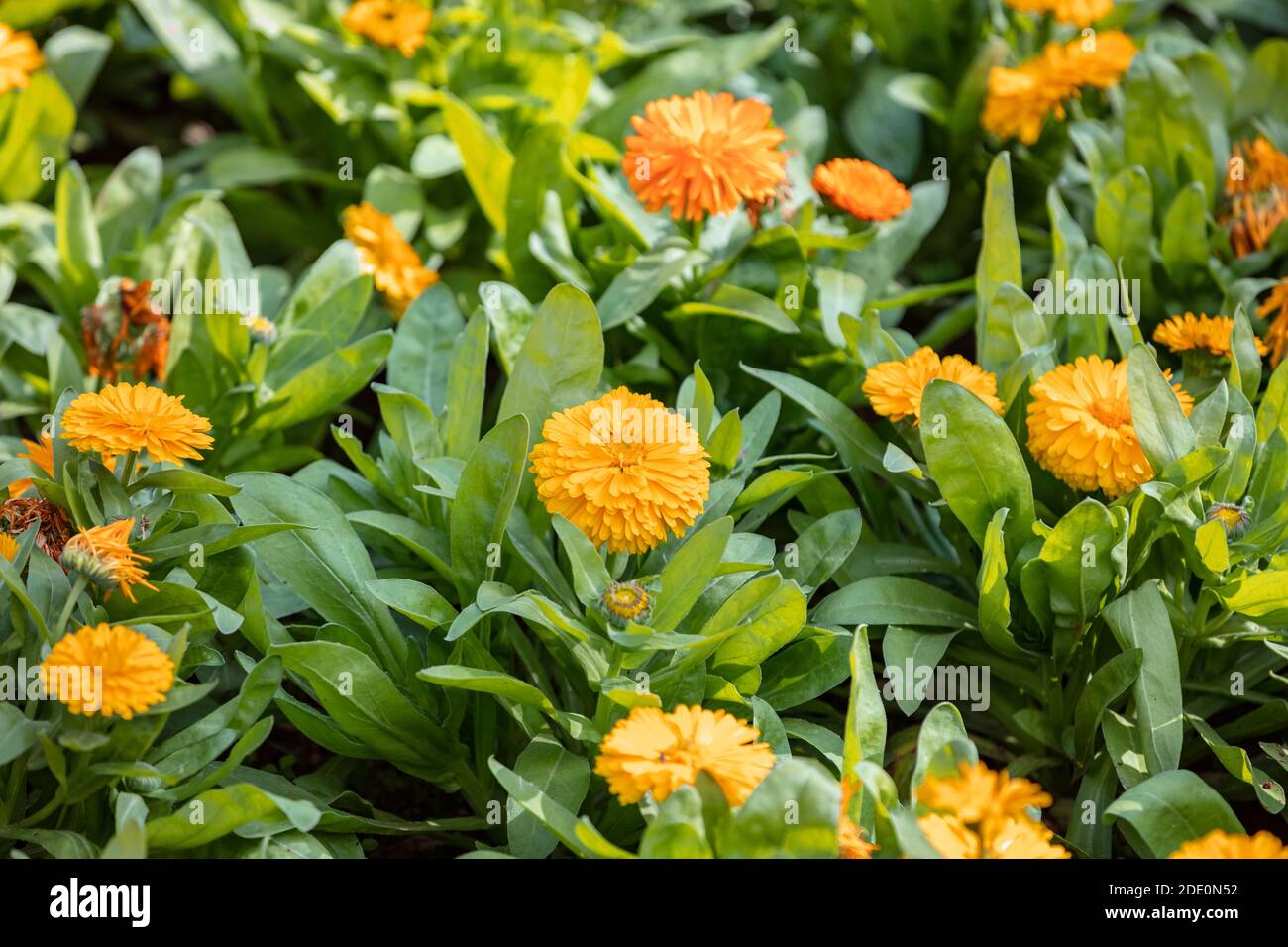 Ringelblume blühenden floralen Hintergrund. Orange gelbe Farbe Blüten, Ringelblume Kraut, natürliche Medizin. Stockfoto