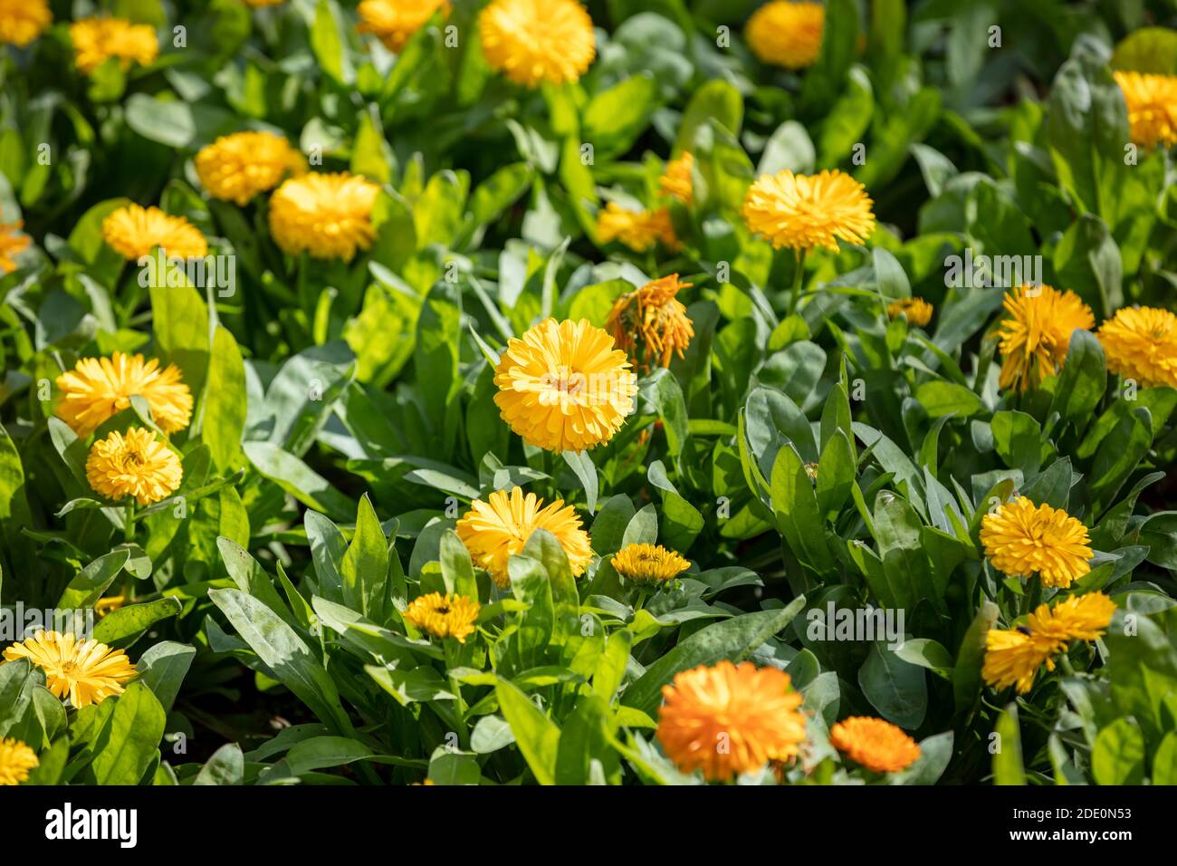 Ringelblume blühenden floralen Hintergrund. Orange gelbe Farbe Blüten, Ringelblume Kraut, natürliche Medizin. Stockfoto