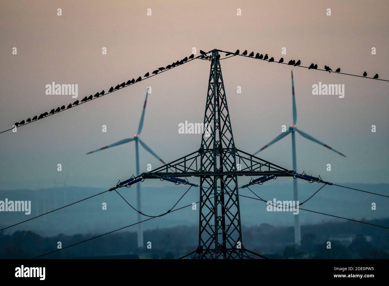Viele Vögel, Saatkrähen, sitzen nach Sonnenuntergang auf einer Stromleitung, Windkraftanlagen, Hamm, NRW, Deutschland Stockfoto