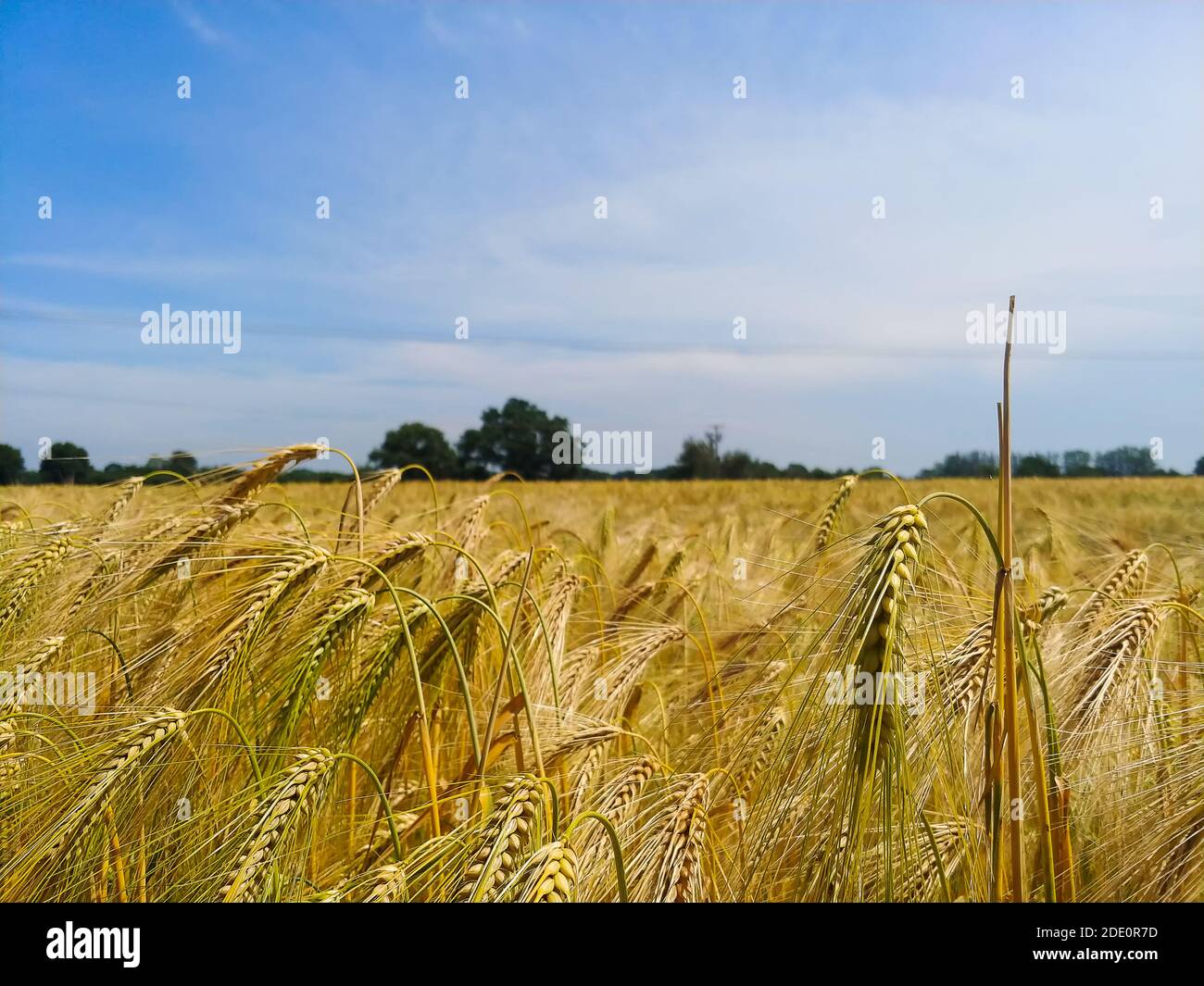 Feldfrüchte, die auf einem Feld im ländlichen Suffolk, Großbritannien, wachsen Stockfoto