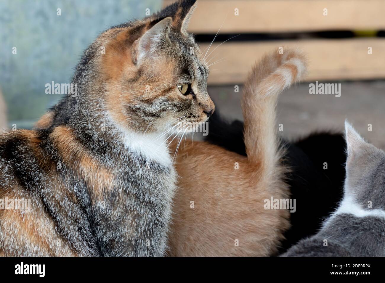 Profil einer Katze mit dem Schwanz eines Ingwers Katze davor Stockfoto