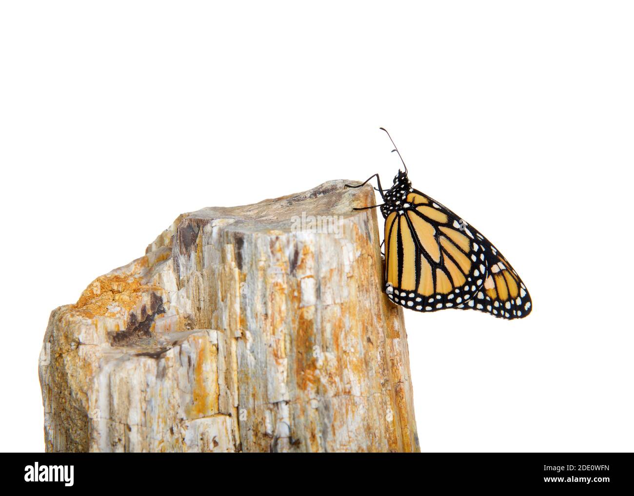 Nahaufnahme eines weiblichen Monarchschmetterlings, der sich an der Seite eines Felsens hält. Profilansicht, isoliert auf Weiß. Stockfoto