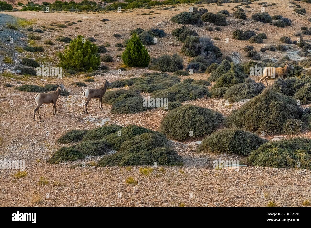 Bighorn Schafe, Ovis canadensis, Surfen auf Curlleaf Mountain Mahagoni am Devil Canyon Overlook im Bighorn Canyon National Recreation Area, in der Nähe von Lovel Stockfoto