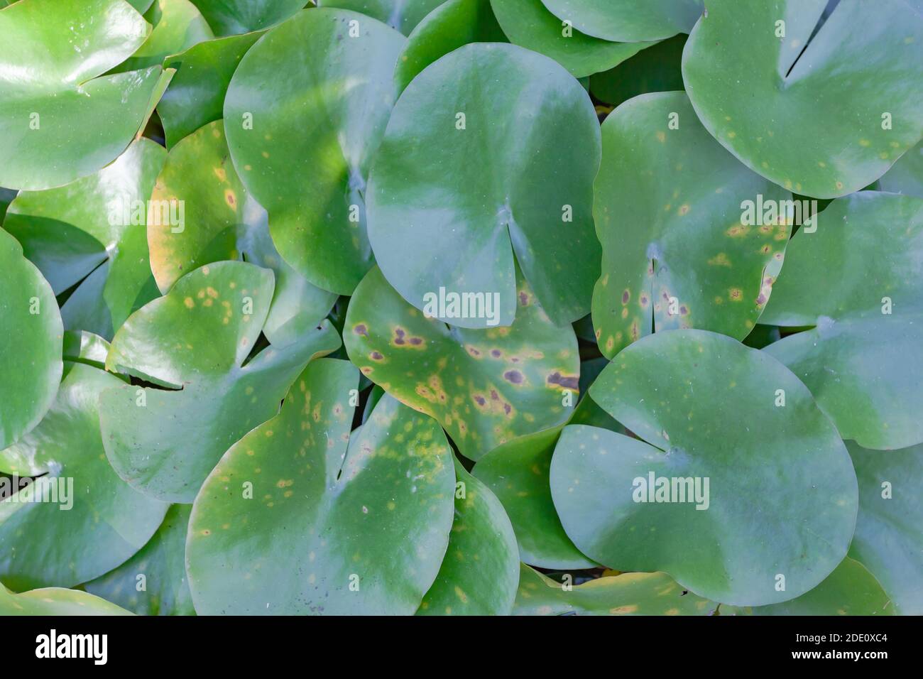 Grünen Lotusblättern Stockfoto