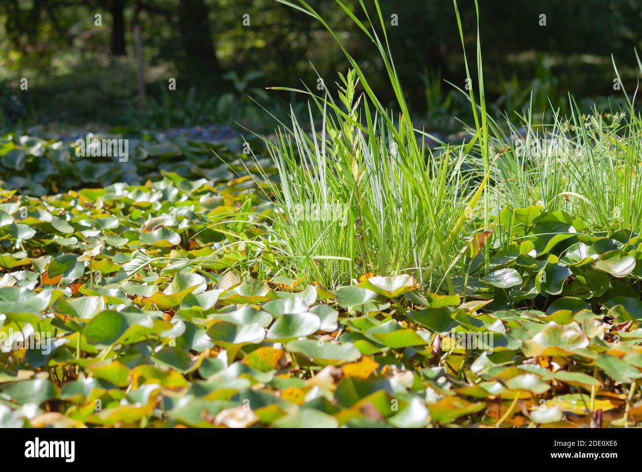 Künstlicher Pool mit Lotusblumen Stockfoto