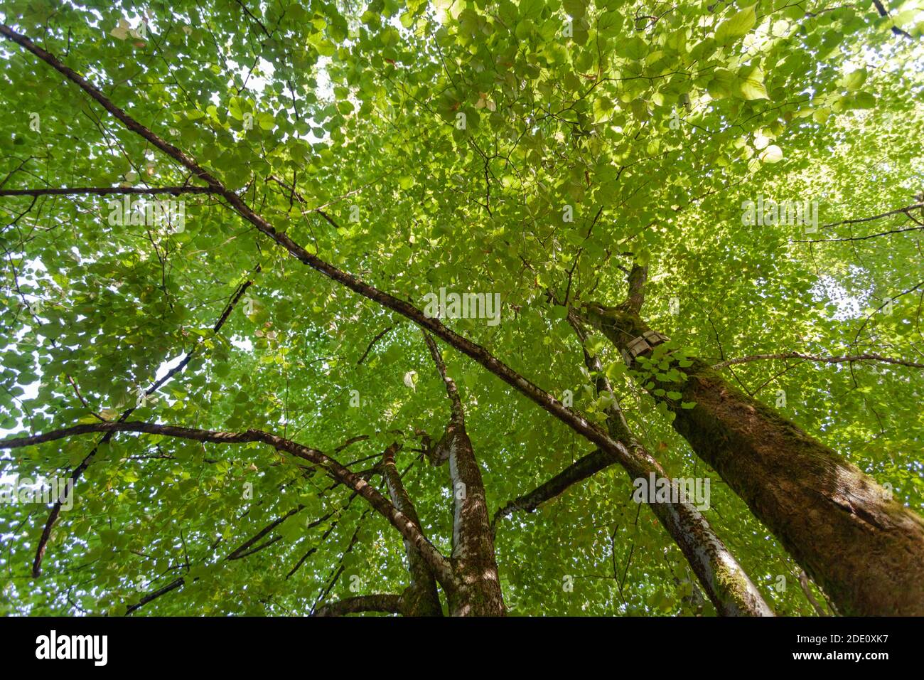 Die Krone eines großen grünen Baumes Stockfoto