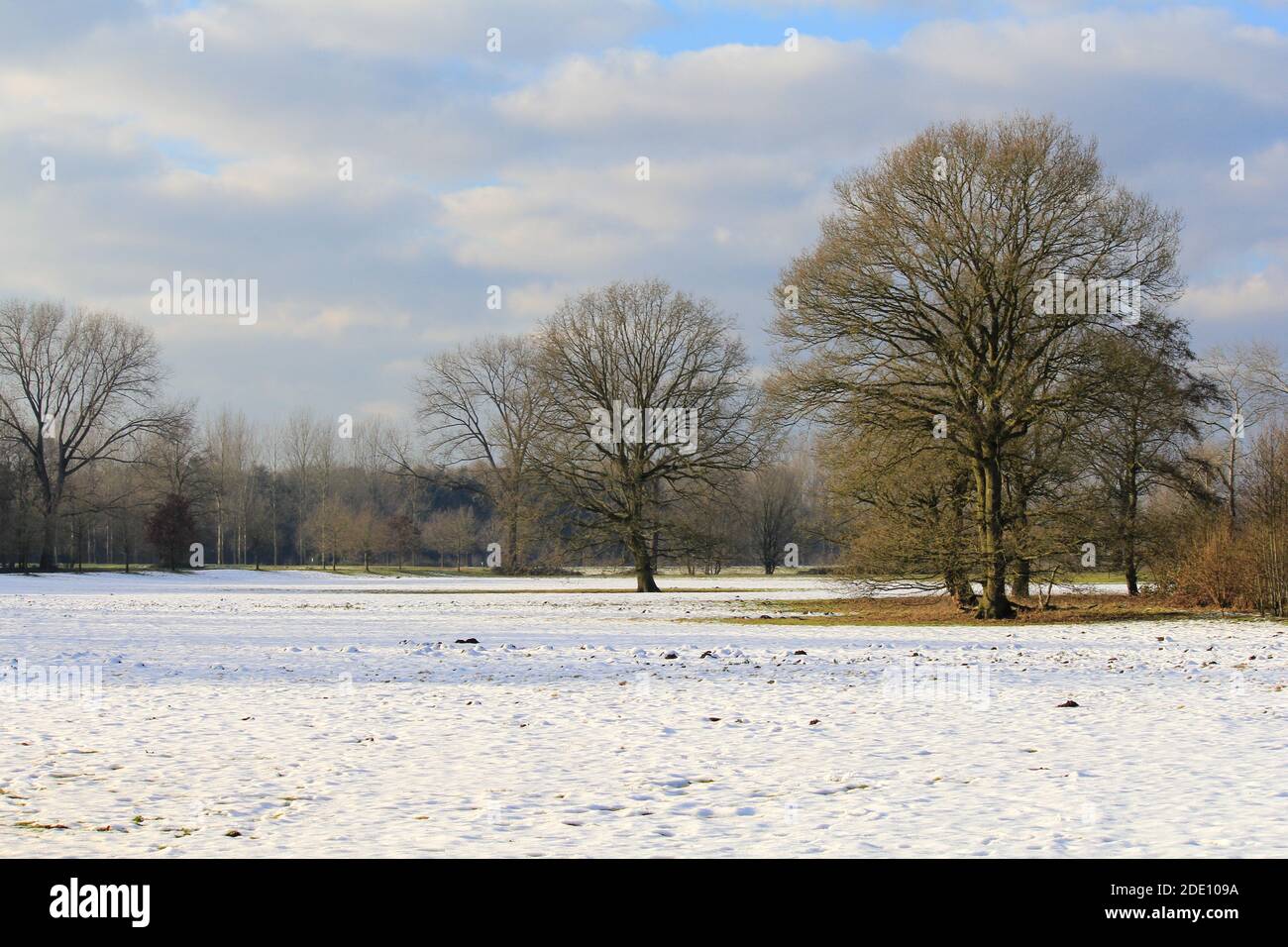 Schöne Winterlandschaft mit großen Bäumen auf einer weißen Wiese Mit Schnee und einem blauen Himmel mit Wolken in holland An einem sonnigen Tag Stockfoto
