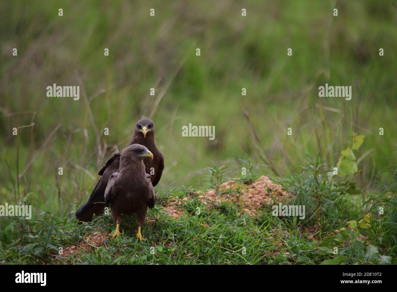 Schwarzer kleiner Adler in uganda auf einem grünen Feld, Safari in afrika, Adlerpaar, Vögel in der Savanne Stockfoto