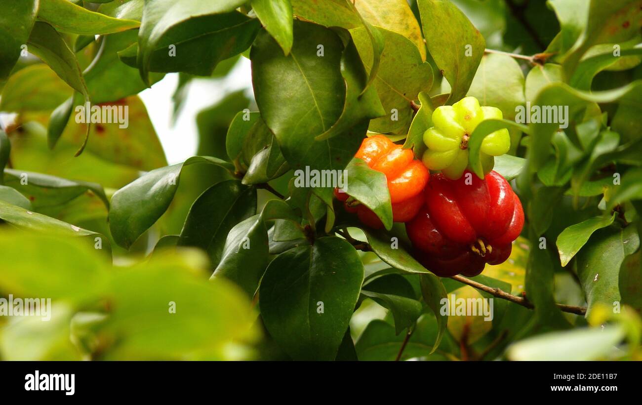 Eine Nahaufnahme von blühenden Surinamesischen Kirschen mit einem frischen Laub Stockfoto