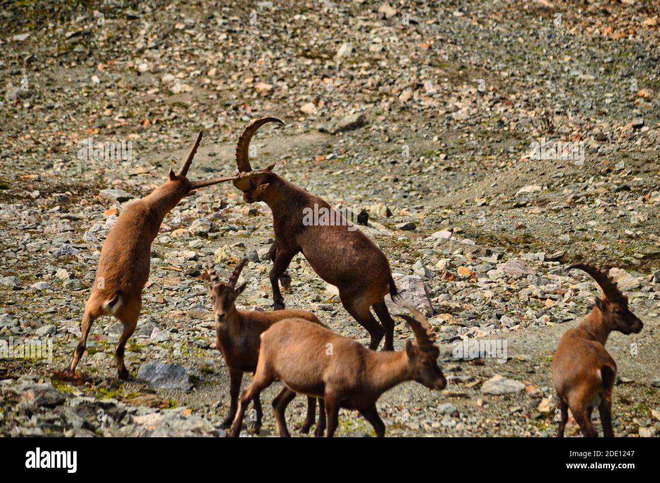 Alpine Steinböcke auf einem Hintergrund von Bergen, Kampf, Steinbock Schweiz Engadin Stockfoto