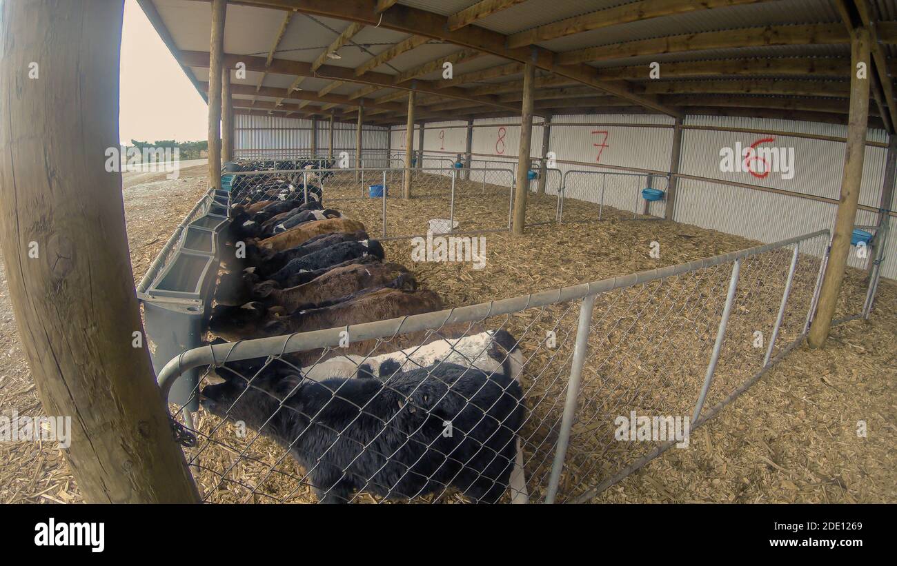 KALB AUF FELD VON NEUSEELÄNDISCHER FARM UND BERGHINTERGRUND Stockfoto