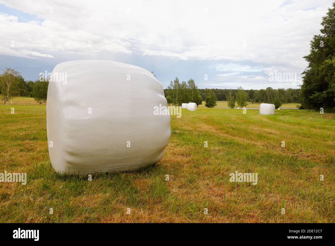 Feld mit weißen Silageballen in Kunststoffverpackung. Stockfoto