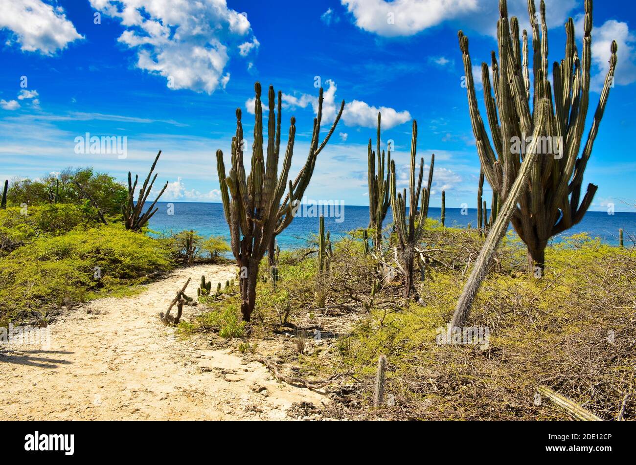 Kaktus am Strand einer karibischen Insel Bonaire, Antillen, Niederlande Stockfoto