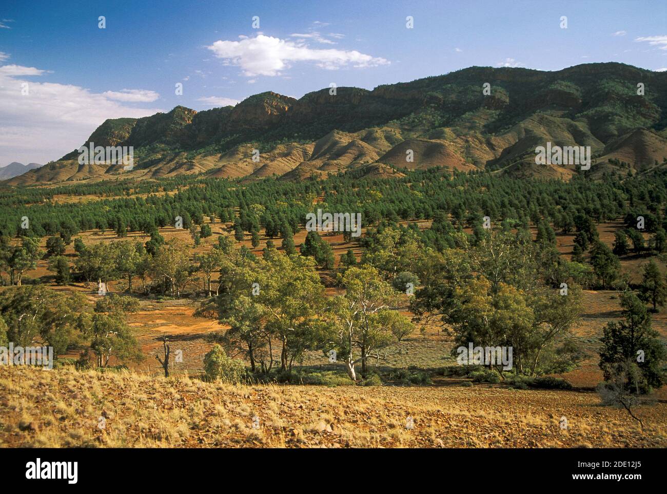 Heyssen Range, Southern Flinders Ranges, South Australia, ist nach dem Künstler Sir Hans Heyssen benannt, der eng mit diesen Outback-Landschaften verbunden ist. Stockfoto