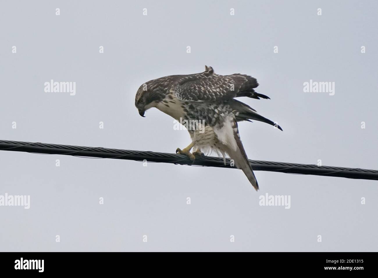 Red Tailed Hawk Stockfoto