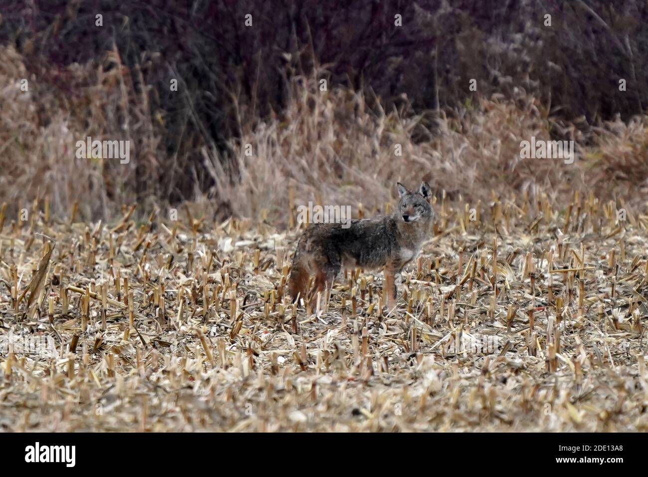 Zottelig aussehende Coyotoes im Maisfeld Stockfoto